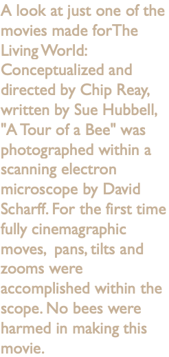 A look at just one of the movies made forThe Living World: Conceptualized and directed by Chip Reay, written by Sue Hubbell, "A Tour of a Bee" was photographed within a scanning electron microscope by David Scharff. For the first time fully cinemagraphic moves, pans, tilts and zooms were accomplished within the scope. No bees were harmed in making this movie.